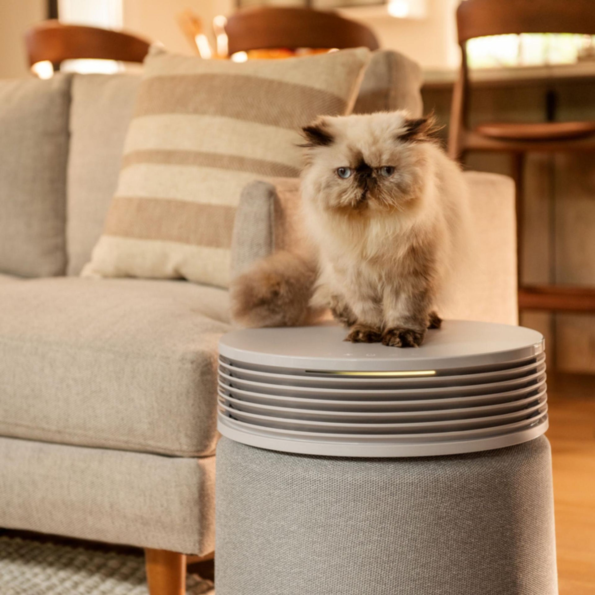 Do Air Purifiers Remove Smells and Odors?