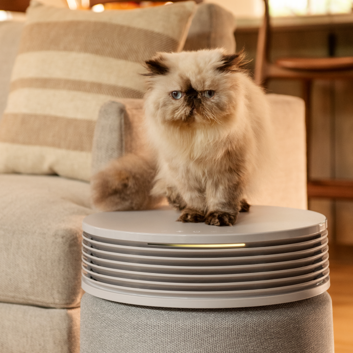Pet Odor Solutions: Natural Air Care Alternatives That Support Pet Health