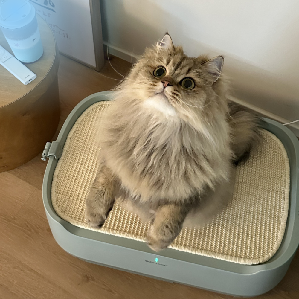 PetAir Pro Scratch Bed