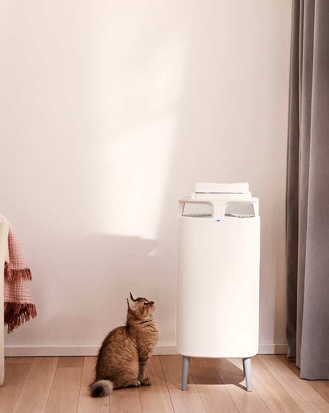 Blueair Small grey cat standing next to and looking at Blueair DustMagnet 5210i air purifier in a medium size room